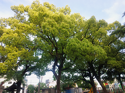 公共造園工事